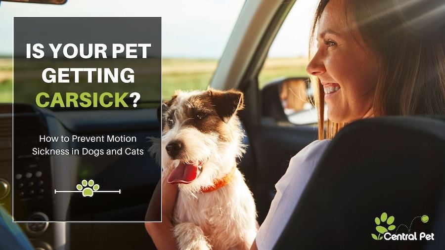 pet-getting-carsick-how-to-prevent-motion-sickness-in-dogs-and-cats